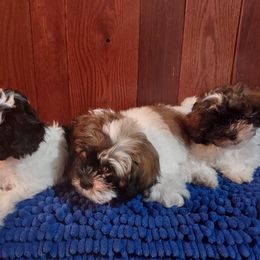 Shihpoo puppies from Rika' Family