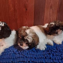 Shihpoo puppies from Rika' Family