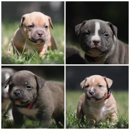 American Bully Puppies from Wulfsbane American Bullies