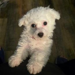 Male Red Collar - White male Bichon Frise puppy in Eaton Rapids, Michigan from JMs Bichons