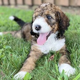 Uno - Sable Bernedoodle puppy in Brighton, Tennessee from Beaver Creek Bernedoodles