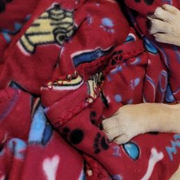 Labrador Retriever Puppies from Logan Acre Labradors