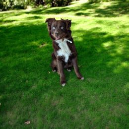 Zari - Toy Australian Shepherd