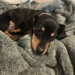 Dachshund Puppies from Bennett Babies