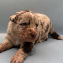 Girl 4 - Red merle female Australian Shepherd puppy in New Boston, New Hampshire from Painted Pup Australian Shepherds