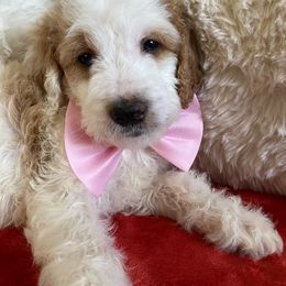 Cherry Cobbler - Parti Goldendoodle puppy in Wilmington, North Carolina from Wrightsville Beach GoldenDoodles