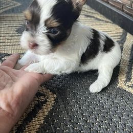 Yorkshire Terriers from MN Yorkies