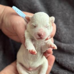 Boy 2 - White male Sheepadoodle puppy in Wharton, Texas from Little Fur Friends