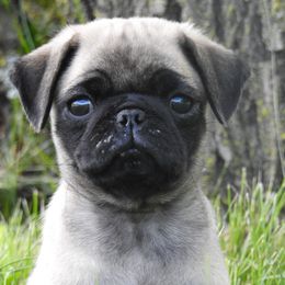 Rachel ( 1500) - Fawn female Pug puppy in Woodbury, Minnesota from Heartville Pugs