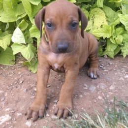 Emma - Rd whtn blk nose female Rhodesian Ridgeback puppy in Carney, Oklahoma from River Run Parson Russell terriers & River Run Ridgebacks