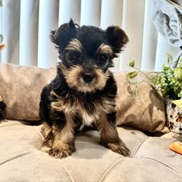 Yorkshire Terrier Puppies from Maranatha Yorkies