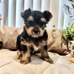 Yorkshire Terrier Puppies from Maranatha Yorkies