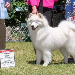 Splash - Samoyed
