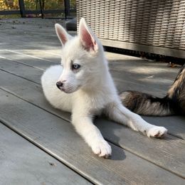 Light Blue Collar - White male Pomsky puppy in Exeter, Rhode Island from Ocean State Pomskies