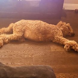 Poodles from Michel Gabriela's Poodles