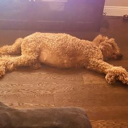 Poodles from Michel Gabriela's Poodles