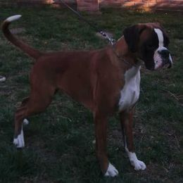 Fiesta - Boxer