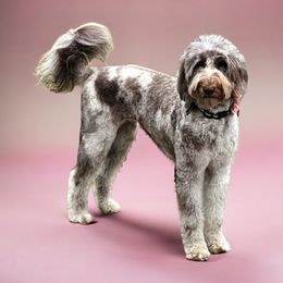 Amethyst - Bernedoodle