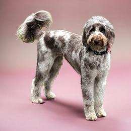 Amethyst - Bernedoodle