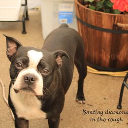 Bentley - Boston Terrier