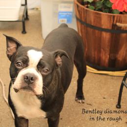 Bentley - Boston Terrier