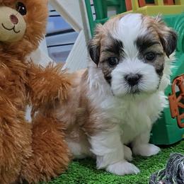 Lars - Brindle and white male Mal-Shi puppy in Aurora, Missouri from KnJ Precious Paws LLC