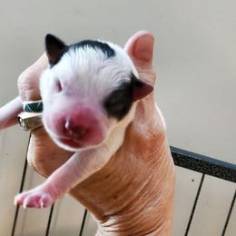 Three quarter mask - Blue speckled male Australian Cattle Dog puppy in Lenoir, North Carolina from Blue Coyote Ranch