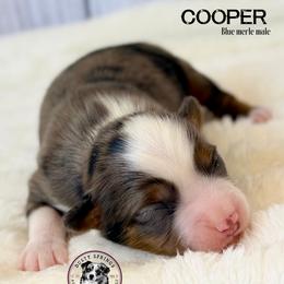 Cooper - Blue merle male Toy Australian Shepherd puppy in East Berlin, Pennsylvania from Dusty Spring Australian Shepherds, LLC