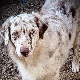 Hooey - Australian Shepherd