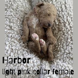 Harbor - Apricot female Goldendoodle puppy in Inez, Texas from Heavenly H Doodles