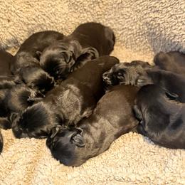 Girl 6 - Black female Giant Schnauzer puppy in Bois D’arc, Missouri from Down Low Kennels