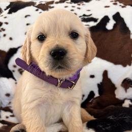 Purple (3500) - Light golden female Golden Retriever puppy in Pahrump, Nevada from Southern Nevada Goldens