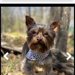 Bo - Yorkshire Terrier