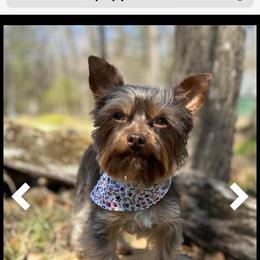 Bo - Yorkshire Terrier
