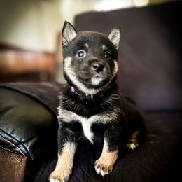 Sonya - Black and tan female Shiba Inu puppy in Ewing Township, New Jersey from NJ Shiba Baby