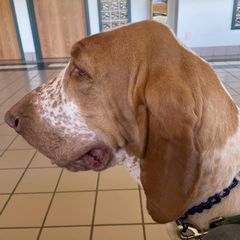 Bloodhounds and Bracco Italianos from Legend Bloodhounds