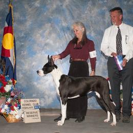 Callie - Great Dane