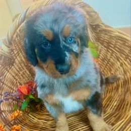 Bianca - Blue merle female Bernedoodle puppy in Mattawan, Michigan from KaZoo Doodles