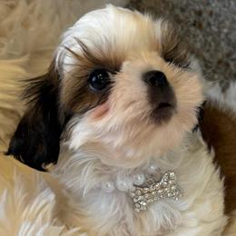 AKC Louie- Champion Blood Line - Gold and white male Shih Tzu puppy in Long Beach, California from Prieto Shih-Tzu's