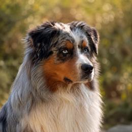 Guardian Home Opportunity Rocky - Blue merle male Australian Shepherd puppy in Placerville, California from BFF Aussies