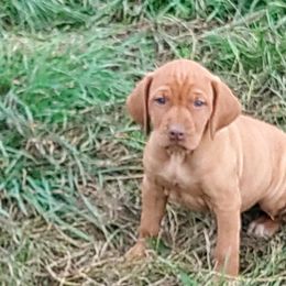 3 - Golden rust male Vizsla puppy in Linden, Michigan from Russell Tincher