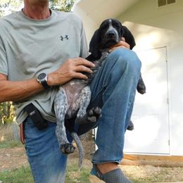 Bluetick Coonhound Puppies from Bluegrass Blueticks (BGK)