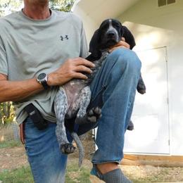 Bluetick Coonhound Puppies from Bluegrass Blueticks (BGK)
