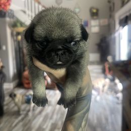 Ozzy - Fawn male Pug puppy in Winter Haven, Florida from The Pugarazzi