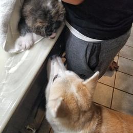 Japanese Akitainu Puppies from Four Seasons Akita (Shikisou)