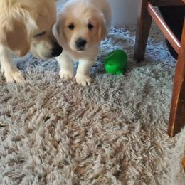 Golden Retriever Puppies from Kansas Prairie Pups
