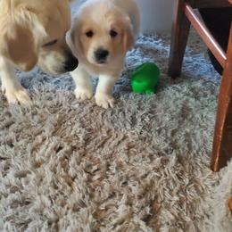 Golden Retriever Puppies from Kansas Prairie Pups
