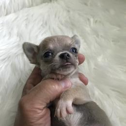 Chihuahua Puppies from Chilove Chihuahuas