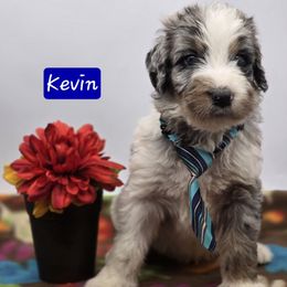Kevin - Blue merle male Bernedoodle puppy in Neillsville, Wisconsin from Granton Creek