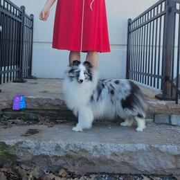 Opal - Shetland Sheepdog